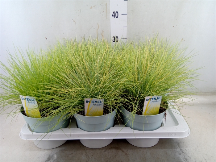 <h4>Festuca glauca 'Amigold'</h4>