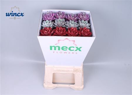 Echeveria Glitter Love Mix (mecx Flowers) Mecx-emm