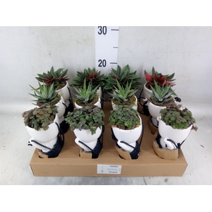 Arr.   Kamerplant Groen L%