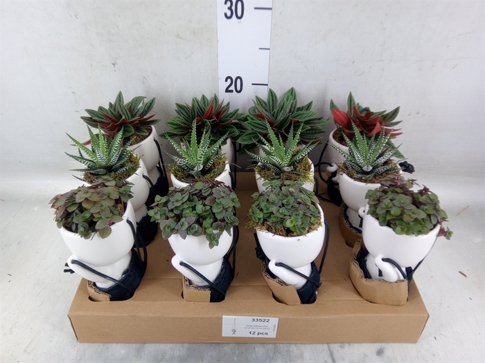 <h4>Arr.   Kamerplant Groen L%</h4>