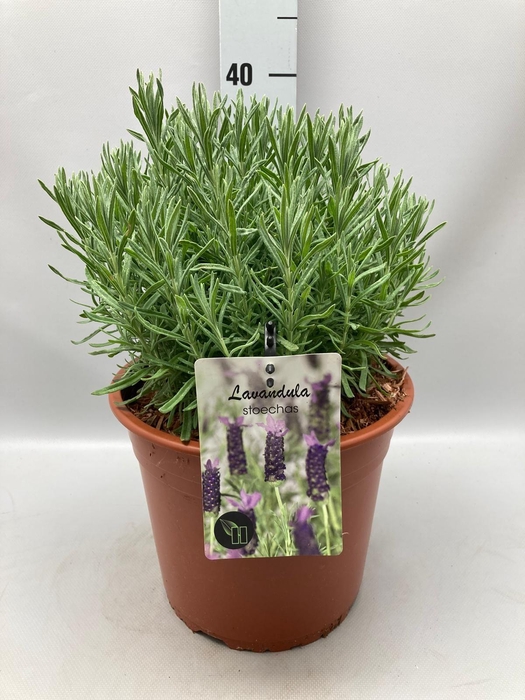<h4>Lavandula Stoechas C5</h4>