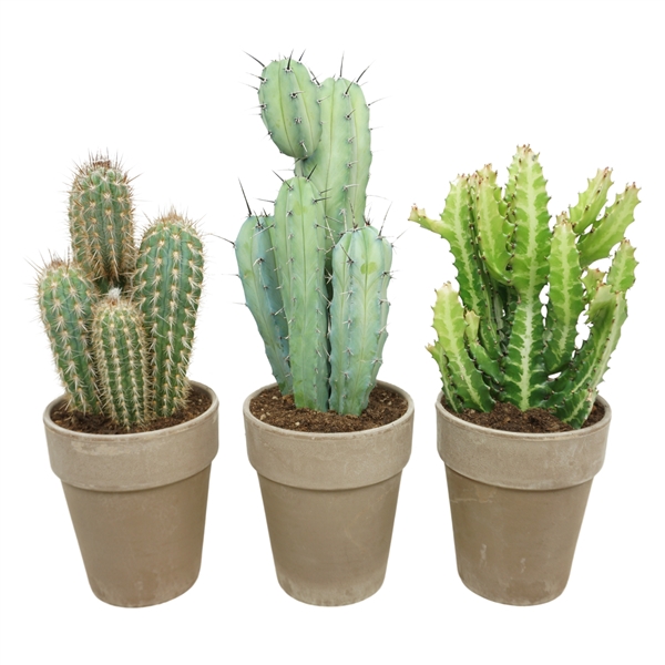 <h4>Cactus mix in 19 cm 'Grijze Vaaspot'</h4>