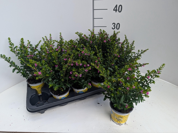 <h4>CUPH HY FLORIGLORY</h4>