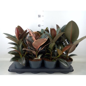 Ficus elastica   ...