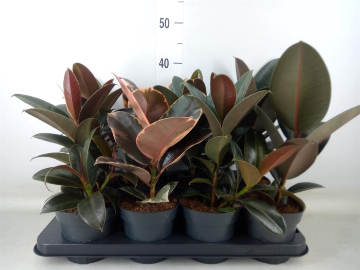 <h4>Ficus elastica   ...</h4>