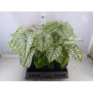 Caladium   ...