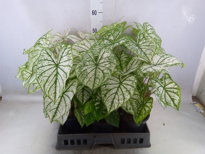 <h4>Caladium   ...</h4>
