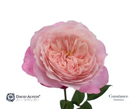 <h4>Rosa Gr Austin Constance</h4>