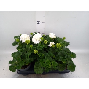 Pelargonium zona.   ...F1