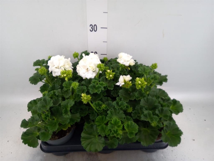 <h4>Pelargonium zona.   ...F1</h4>
