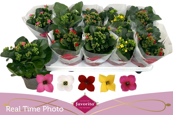 <h4>KAL EN GEM 5 KL</h4>