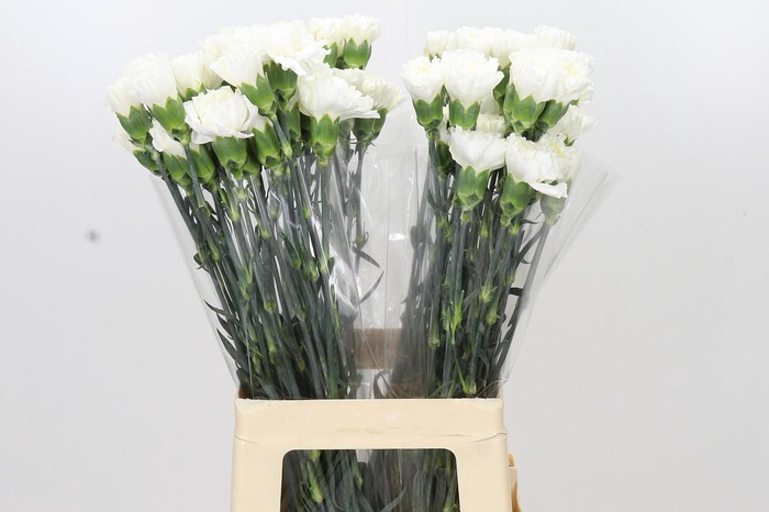 <h4>Dianthus St Moonlight</h4>