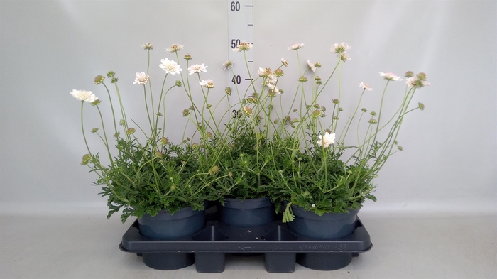<h4>Scabiosa columb.</h4>