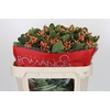Hypericum Mellow Romance Spray