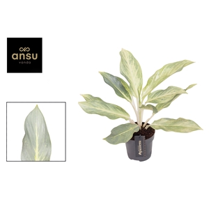 Aglaonema Aqua Green