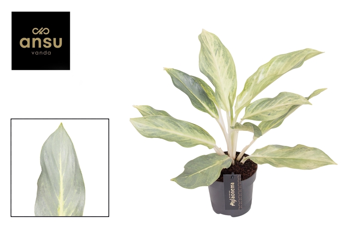<h4>Aglaonema Aqua Green</h4>