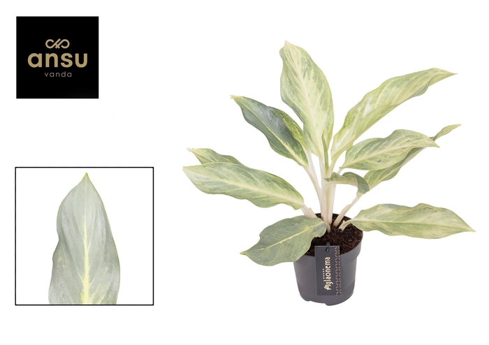 <h4>Aglaonema Aqua Green</h4>