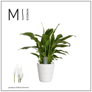 Mimesis Spathiphyllum Chopin - 9 cm in Laura keramiek - Basic