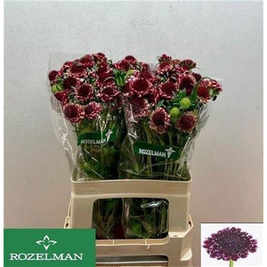 Scabiosa Sweet Cherry Scoop