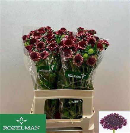 <h4>Scabiosa Sweet Cherry Scoop</h4>