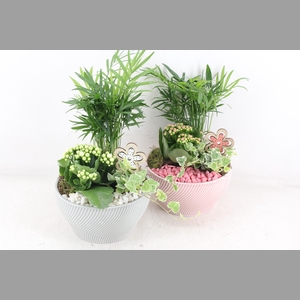 arr2 PL - Ker. lazaro schaal x3 flower - roze/wit