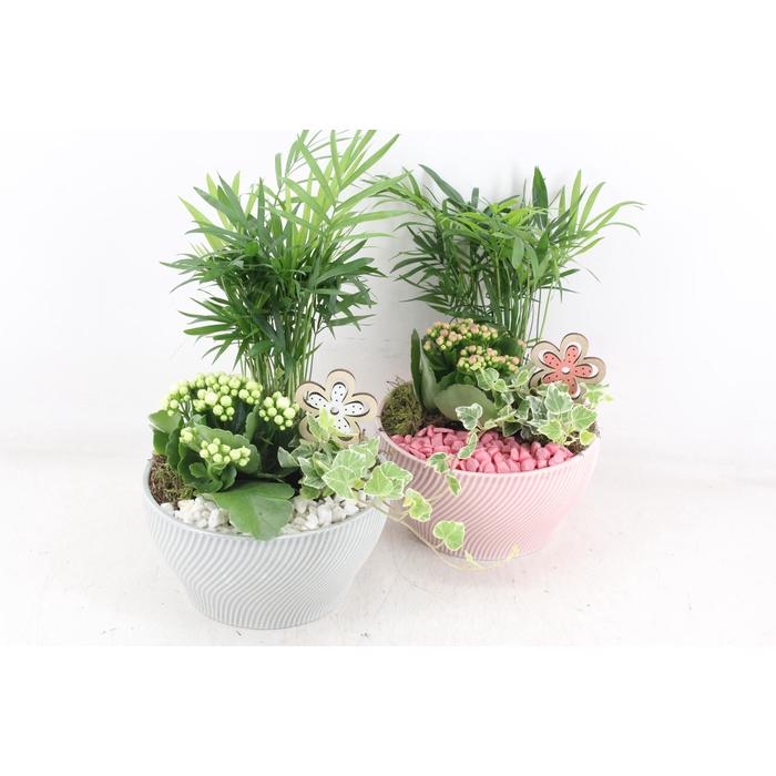 <h4>Arr2 Pl - Ker. Lazaro Schaal X3 Flower - Roze/wit</h4>