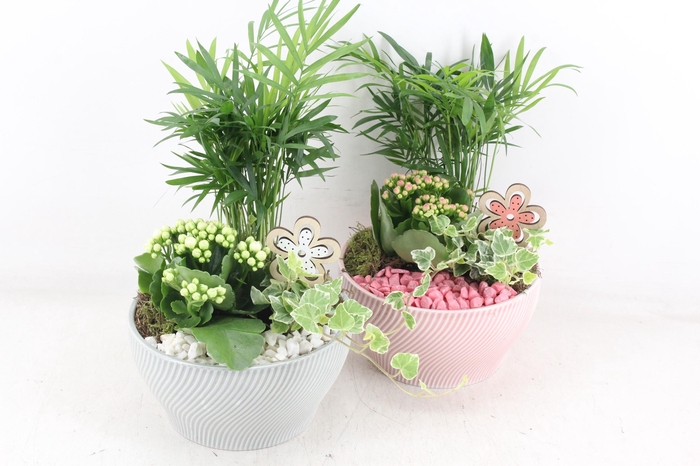 <h4>arr2 PL - Ker. lazaro schaal x3 flower - roze/wit</h4>