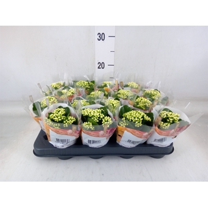 Kalanchoe blos. 'RosDon Dione'
