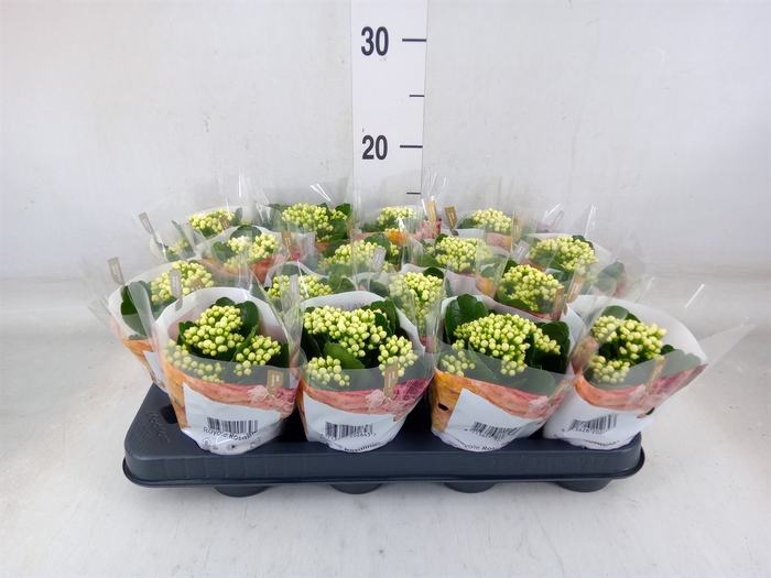 <h4>Kalanchoe blos. 'RosDon Dione'</h4>