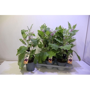 arr8 Aubergine Planten