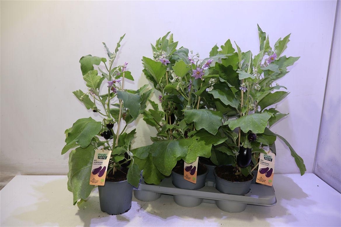 <h4>arr8 Aubergine Planten</h4>