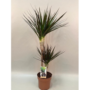 Dracaena marg. 'Magenta'