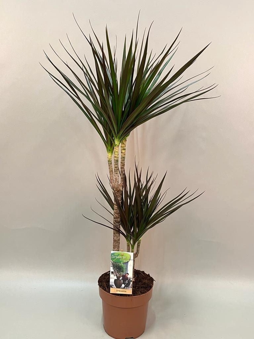 <h4>Dracaena marg. Magenta</h4>