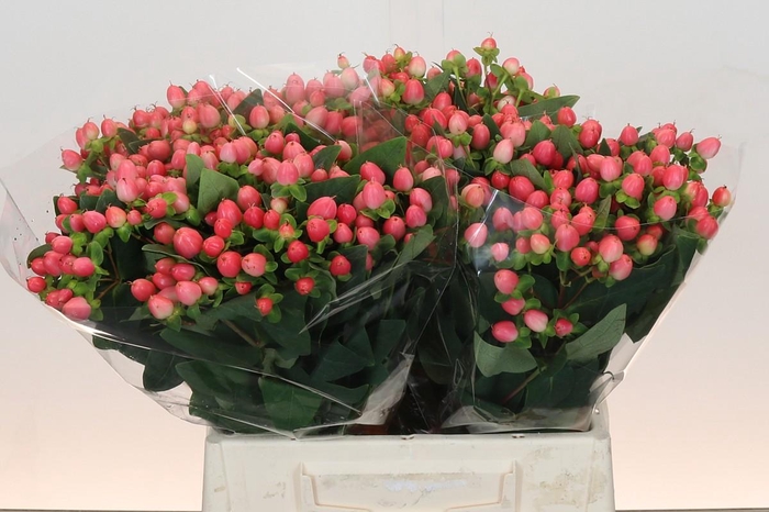 <h4>Hypericum Sweet Romance</h4>