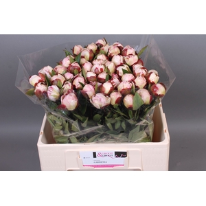Paeonia Gardenia | Heavy Quality