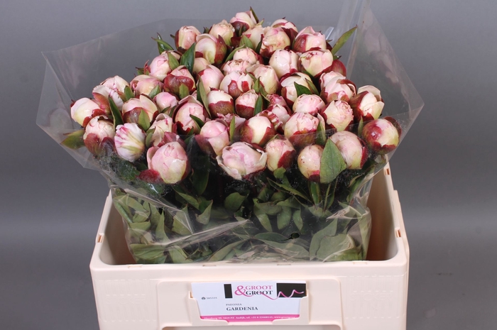<h4>Paeonia Gardenia | Heavy Quality</h4>