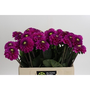 Dahlia Purple Fox