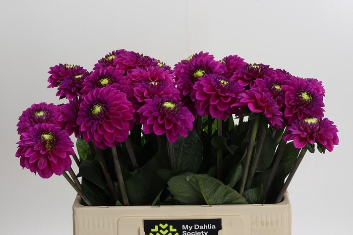 Dahlia Purple Fox