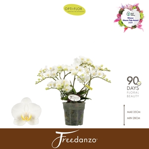 Freedanzo Dove >4/6 spike