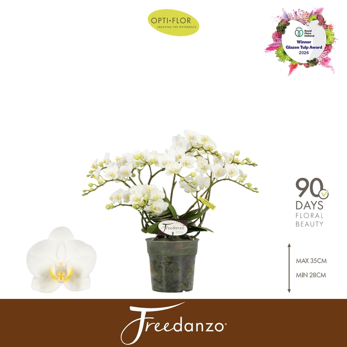 <h4>Freedanzo Dove 4-6 spike</h4>