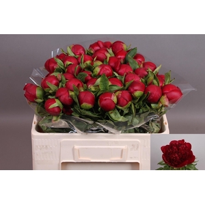 PAEO RED CHARM