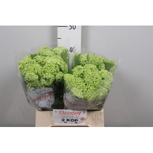 Viburnum Roseum St 2+