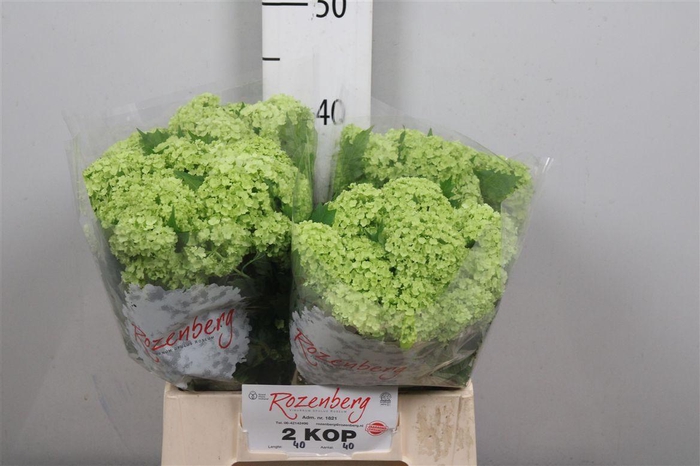 <h4>Viburnum Roseum St 4+</h4>