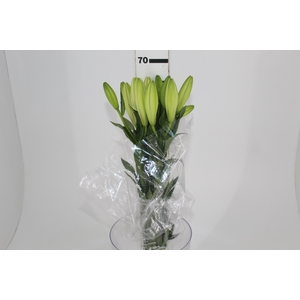 LIRIO WHITE CHARM 070 CM HT 3/5 FLS