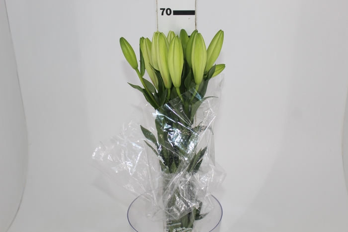 LIRIO WHITE CHARM 070 CM HT 3/5 FLS