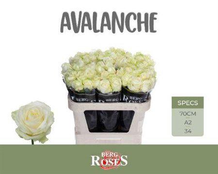 <h4>R Gr Avalanche+</h4>