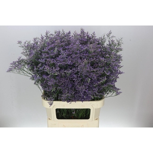 Lim. Saf Classic Blue