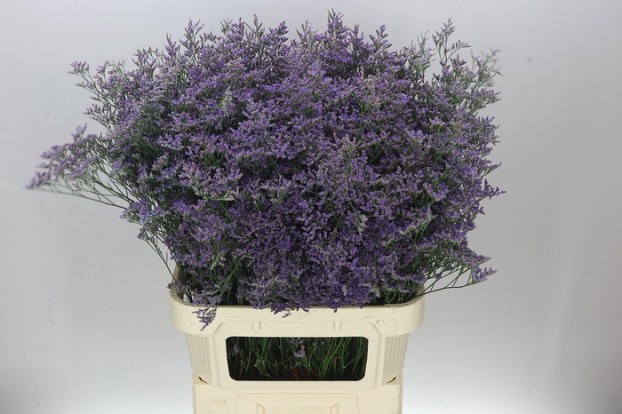 <h4>Lim. Saf Classic Blue</h4>