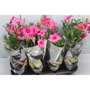 MANDEVILLA ROSE QUEEN P14 PREMIUM