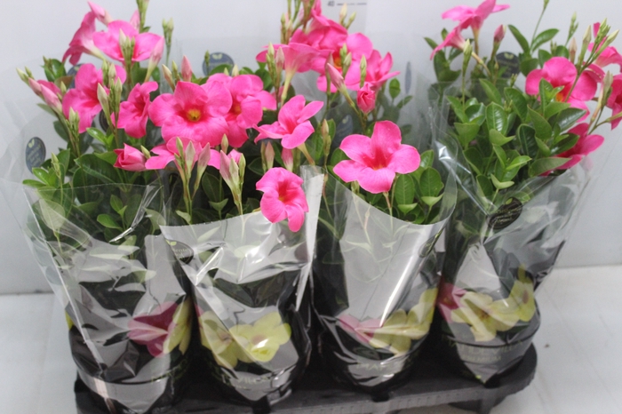 <h4>MANDEVILLA ROSE QUEEN P14 PREMIUM</h4>